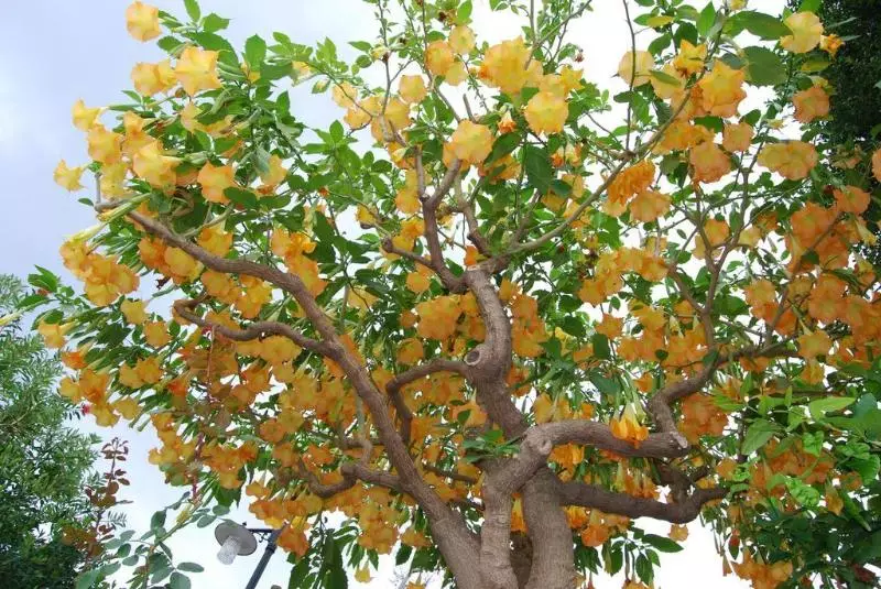 Fotos del hotel Villa Angela:  8