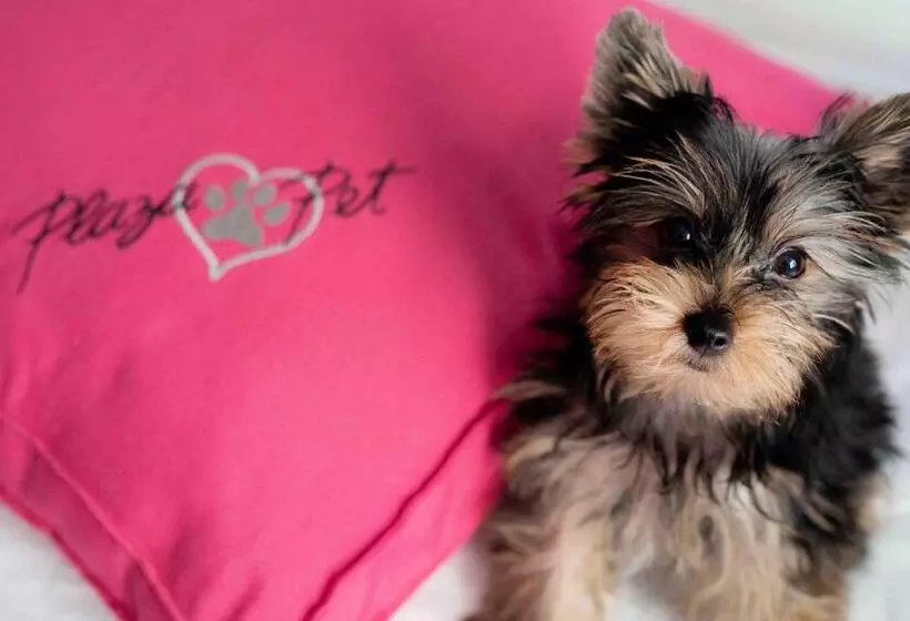 Fotos del hotel Plaza Barra First:  8