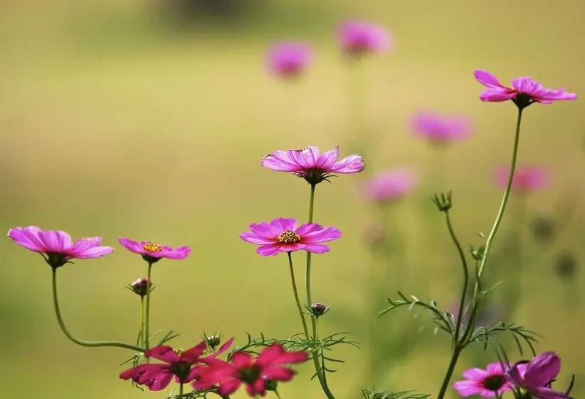 Fotos del hotel Pai Hotsprings Spa Resort:  5