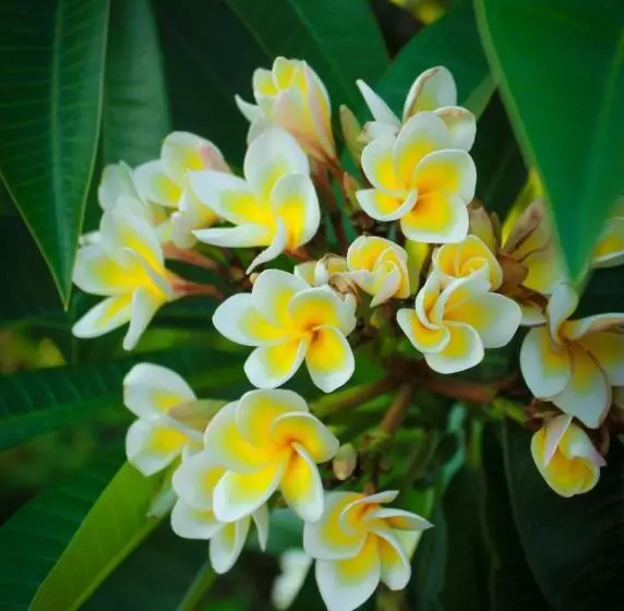 Fotos del hotel Lapida Garden:  10