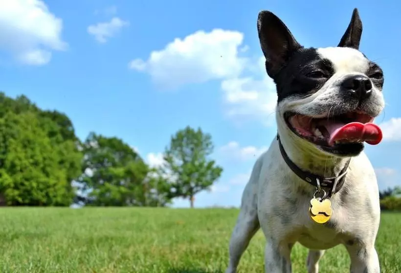 Fotos del hotel Aloft Montreal Airport:  11