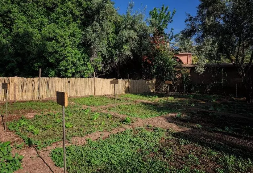 Fotos del hotel Villa Al Assala Palmeraie:  9