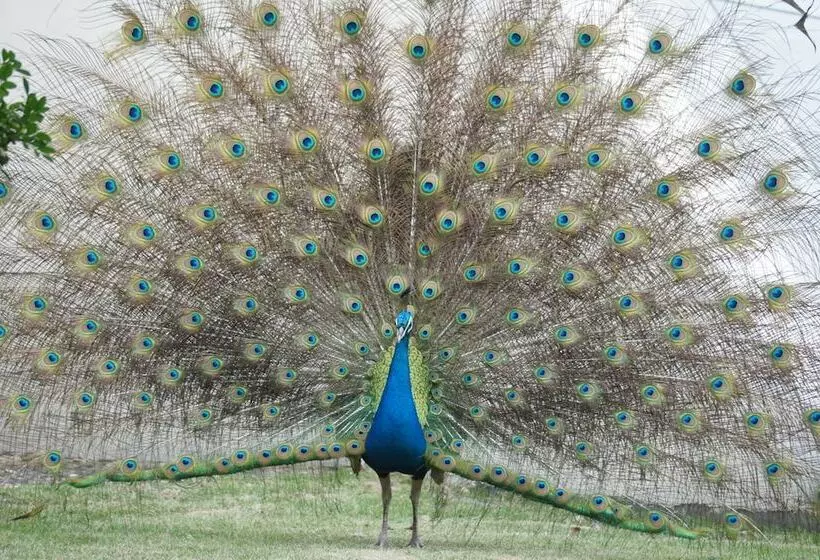 Fotos del hotel Tangla Dongguan:  6