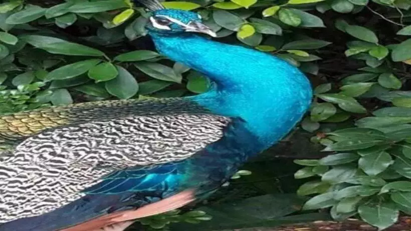 Fotos del hotel Tangla Dongguan:  14