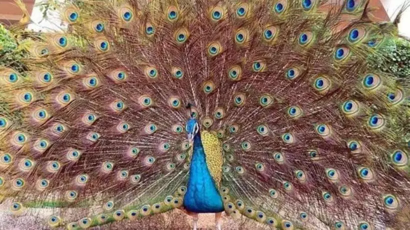 Fotos del hotel Tangla Dongguan:  11