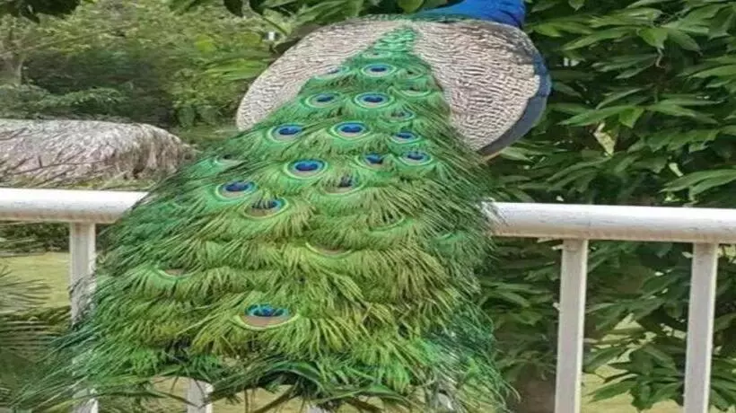 Fotos del hotel Tangla Dongguan:  17