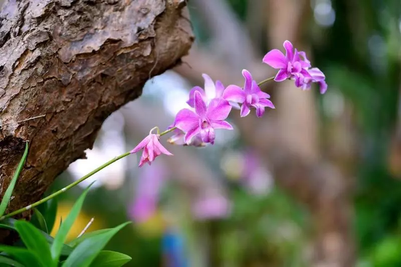 Fotos del hotel Supatra Hua Hin Resort:  14