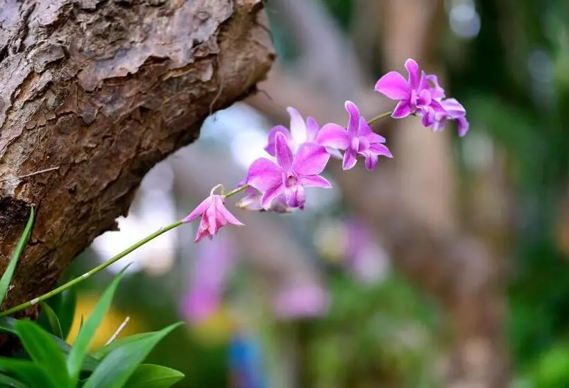 Fotos del hotel Supatra Hua Hin Resort:  7