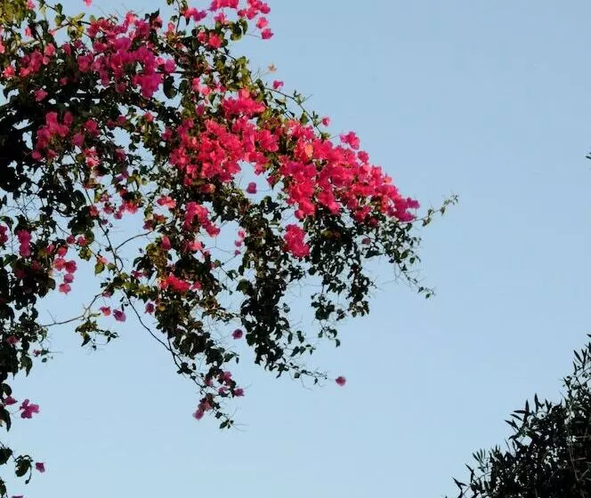 Fotos del hotel Hersonissos Village Hotel & Bungalows:  9