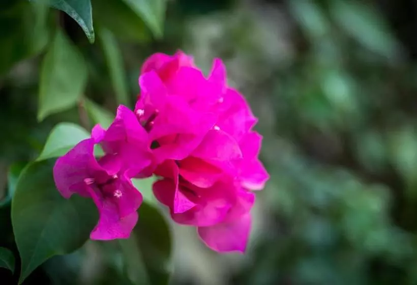 Fotos del hotel Aventura Mexicana:  6