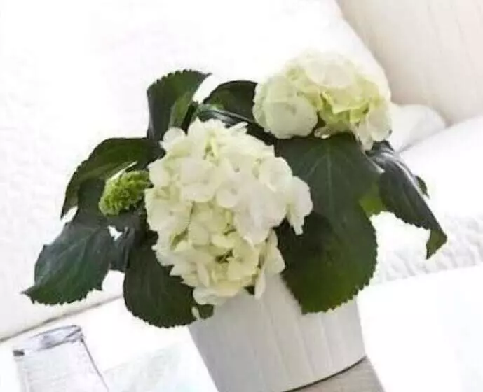 Fotos del hotel Buchholz Downtown:  10