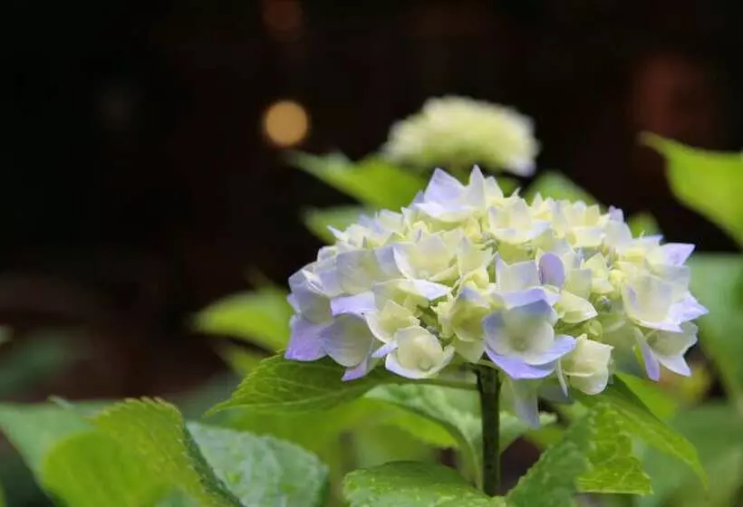 Fotos del hotel Hyoe Koyokaku:  14