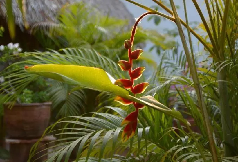 Fotos del hotel Villa Mozart Y Macondo:  6