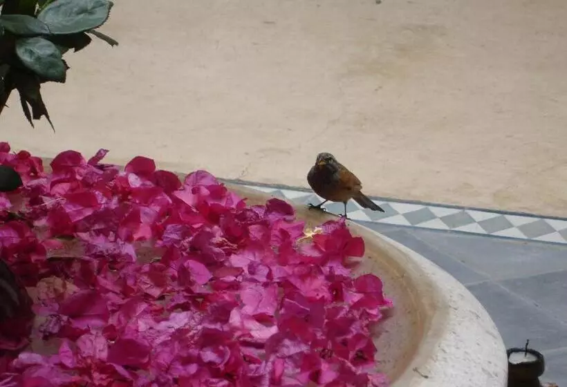 Fotos del hotel Dar Touyir:  5