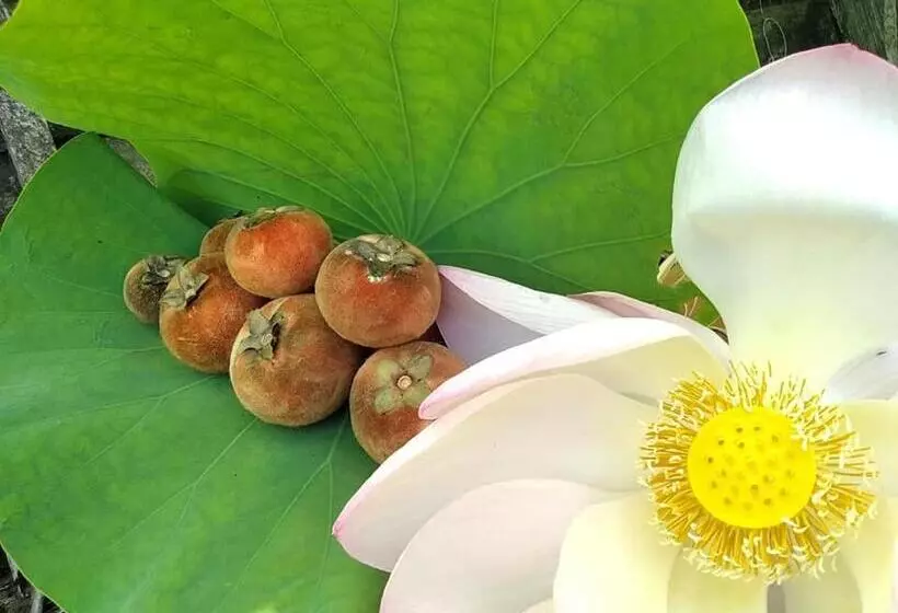 Fotos del hotel Ayutthaya Garden River Home:  12