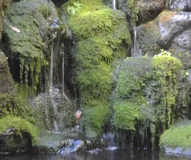 Fotos del hotel Saga Grace:  11