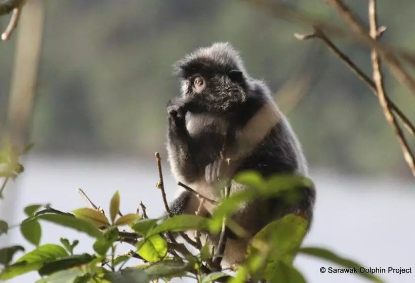 Fotos del hotel Permai Rainforest Resort:  17