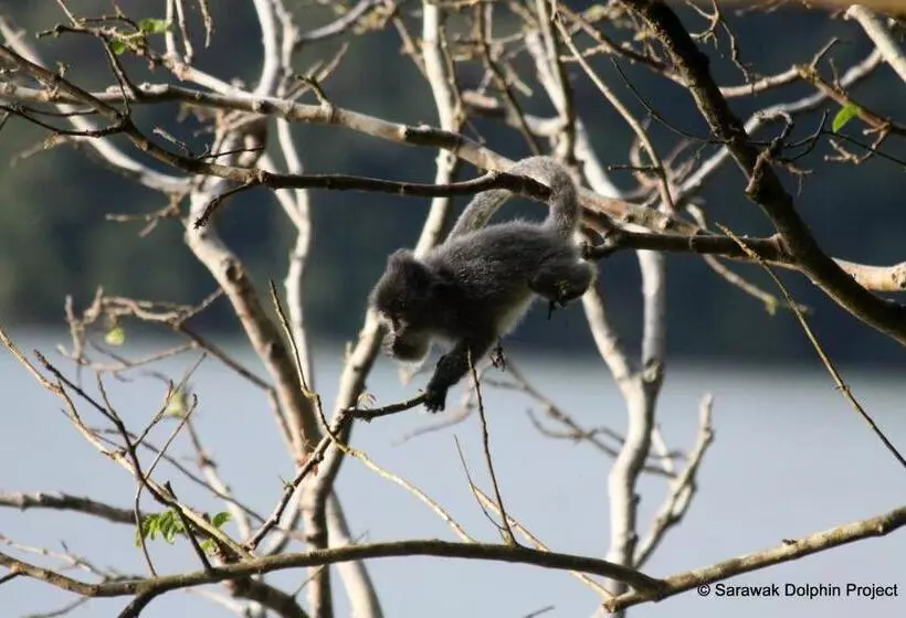 Fotos del hotel Permai Rainforest Resort:  13