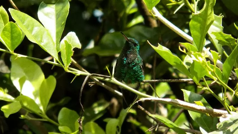 Fotos del hotel Campestre Santa Monica Pance:  7