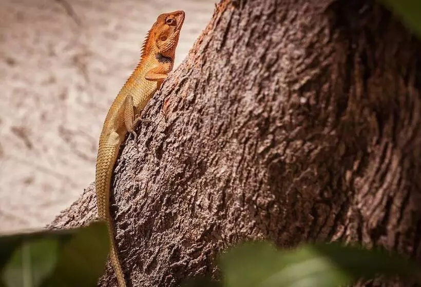 Fotos del hotel Baan Manali Resort:  3