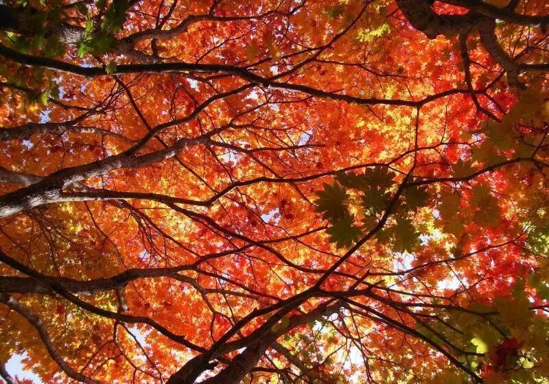 Fotos del hotel Okunikko Konishi:  7