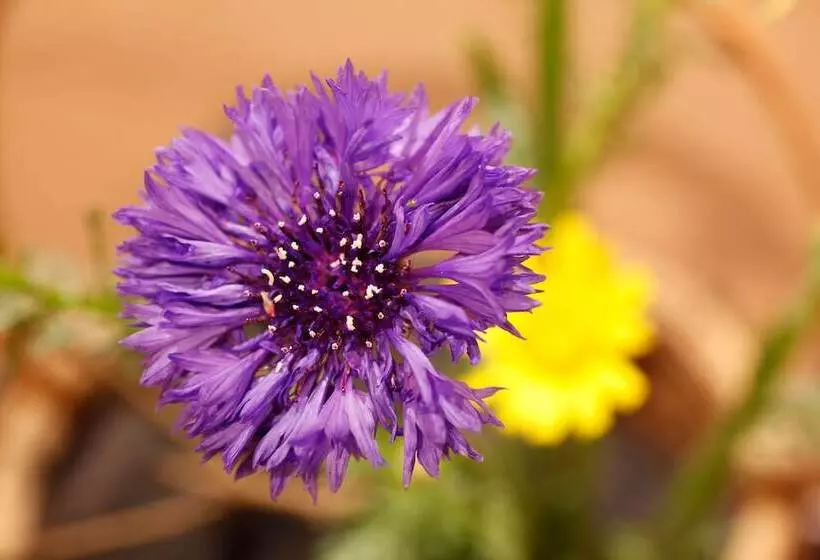 Fotos del hotel Arima Hot Spring Ryokan Hanamusubi:  7