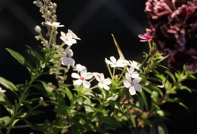 Fotos del hotel Arima Hot Spring Ryokan Hanamusubi:  25