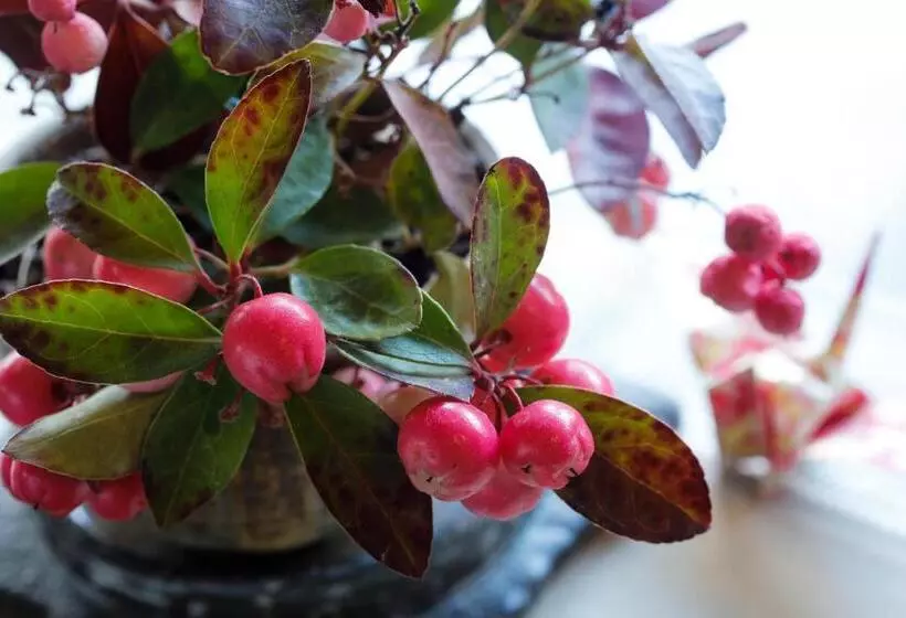 Fotos del hotel Arima Hot Spring Ryokan Hanamusubi:  19