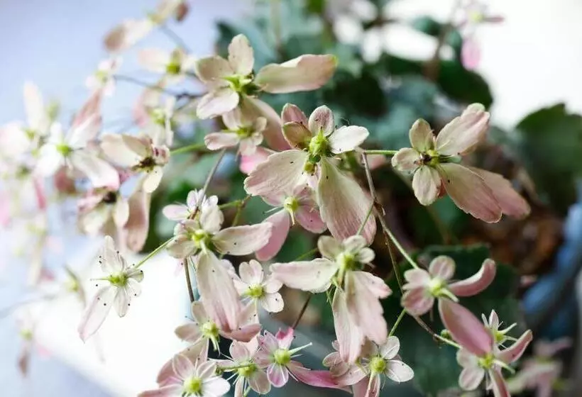 Fotos del hotel Arima Hot Spring Ryokan Hanamusubi:  17