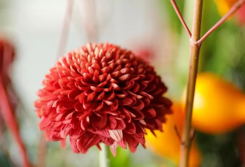 Fotos del hotel Arima Hot Spring Ryokan Hanamusubi:  18