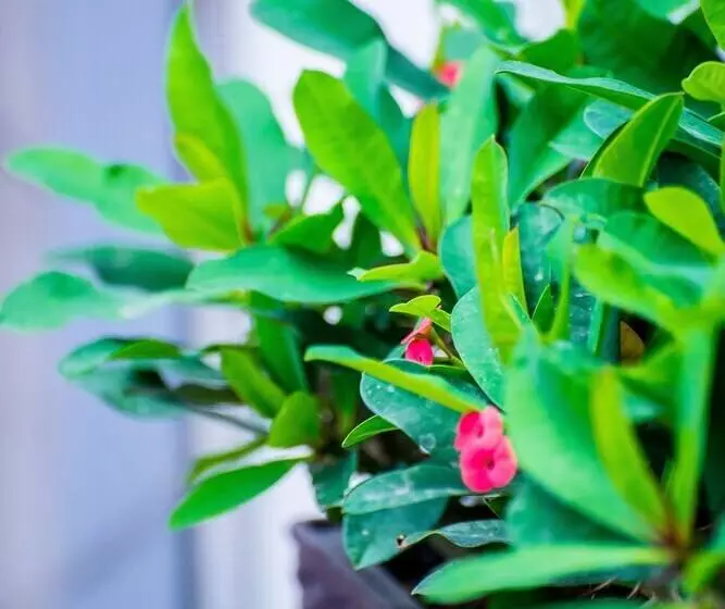 Fotos del hotel Savoy:  10