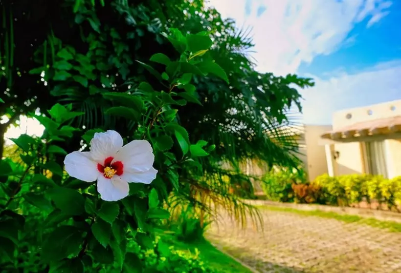 Fotos del hotel Soffia:  12