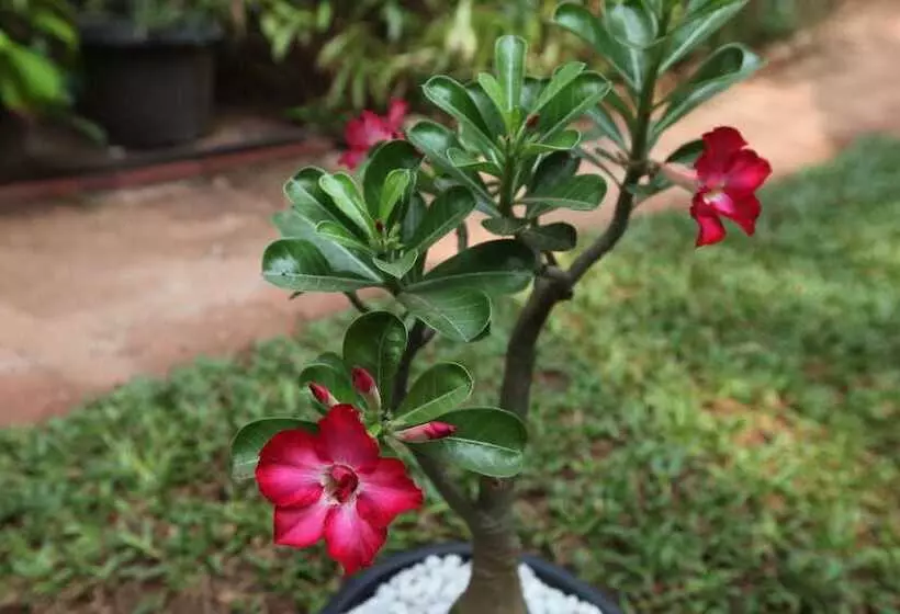 Fotos del hotel Presa Di Goa  The Country House:  23