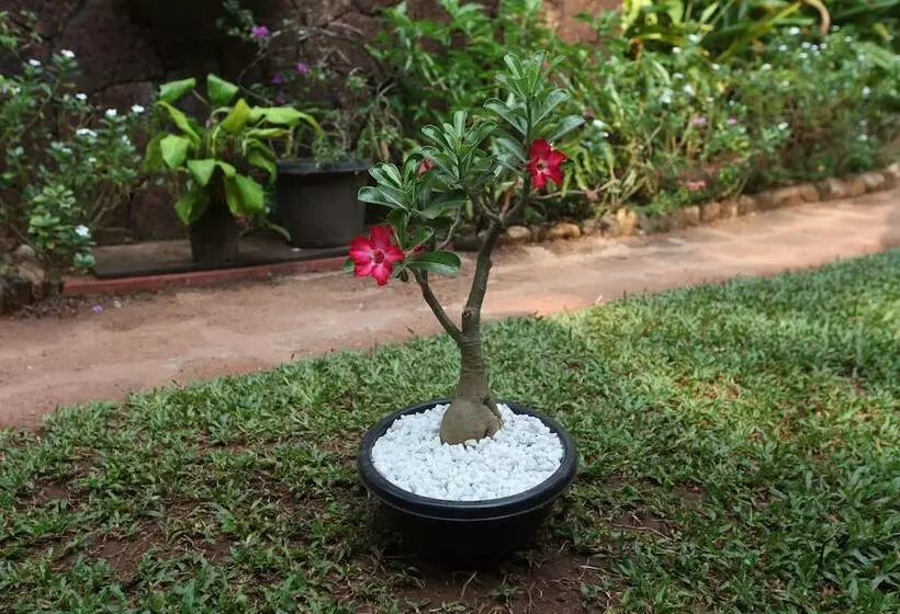 Fotos del hotel Presa Di Goa  The Country House:  19