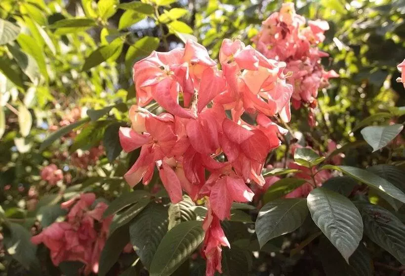 Fotos del hotel Presa Di Goa  The Country House:  6