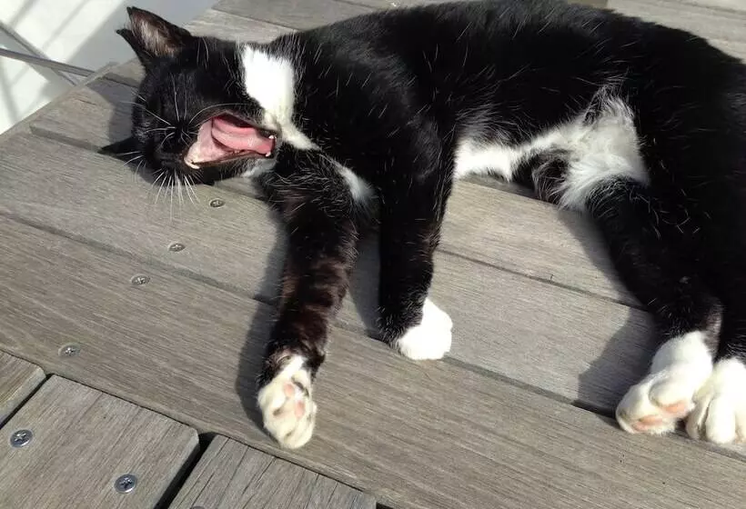 Fotos del hotel Dysart Boutique:  14