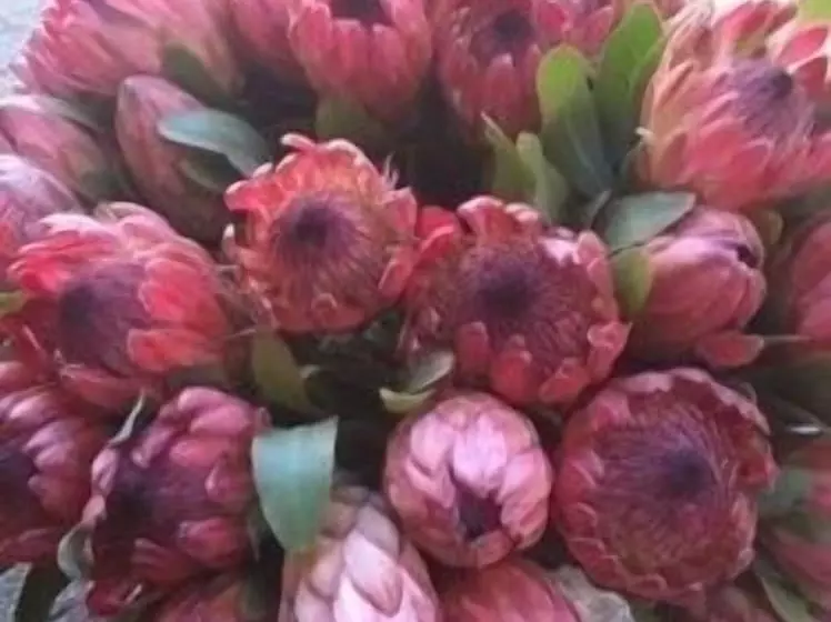 Fotos del hotel Dysart Boutique:  18