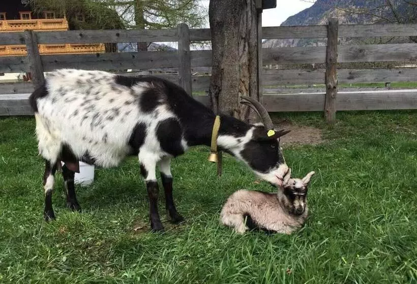 Fotos del hotel Komfortbauernhof Zittrauerhof:  24