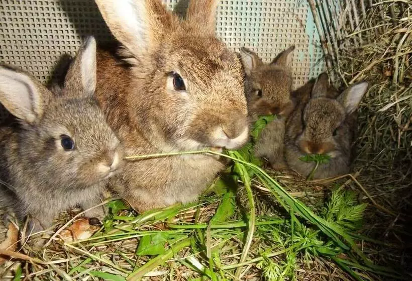 Fotos del hotel Komfortbauernhof Zittrauerhof:  10