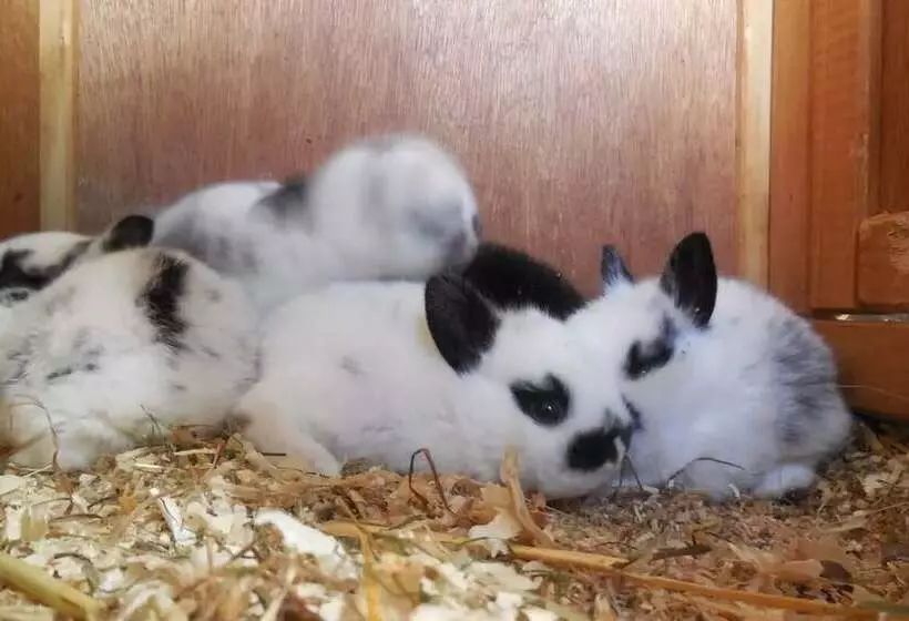 Fotos del hotel Komfortbauernhof Zittrauerhof:  5