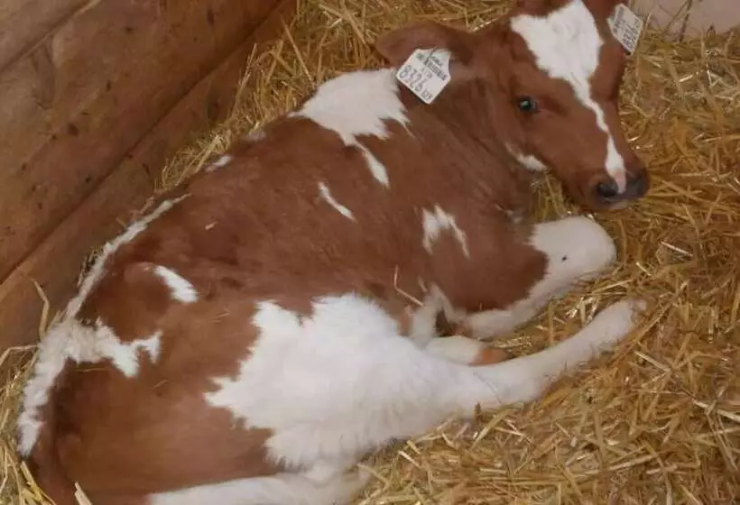 Fotos del hotel Komfortbauernhof Zittrauerhof:  13