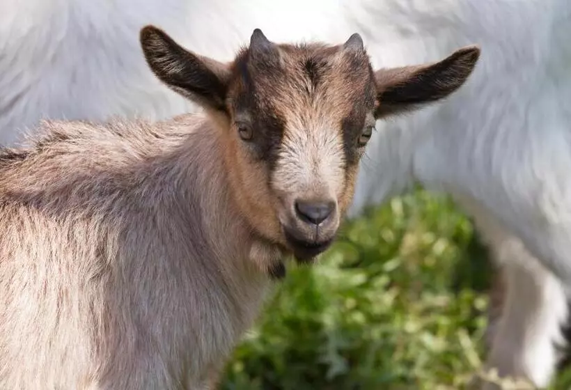 Fotos del hotel Komfortbauernhof Zittrauerhof:  21