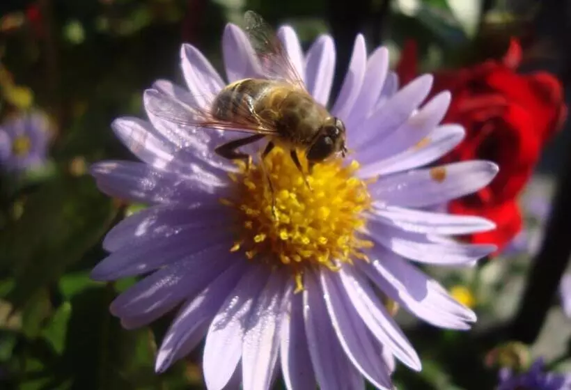 Fotos del hotel Komfortbauernhof Zittrauerhof:  17