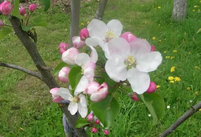 Fotos del hotel Komfortbauernhof Zittrauerhof:  22