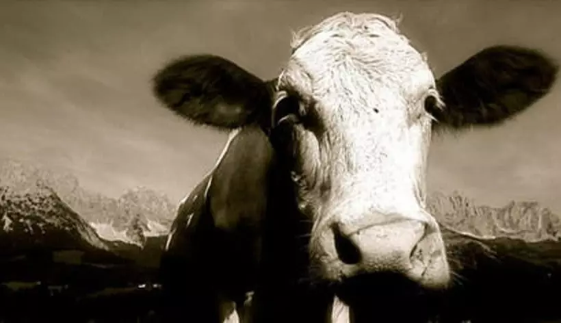 Fotos del hotel Gamshof:  17