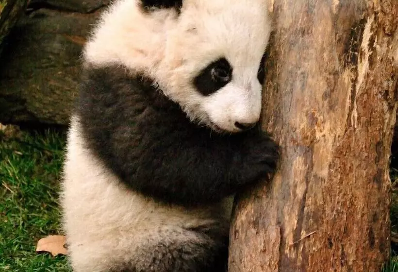 Fotos del hotel Wenjun Courtyard Hotel Chengdu ( Kuanzhai Branch):  4