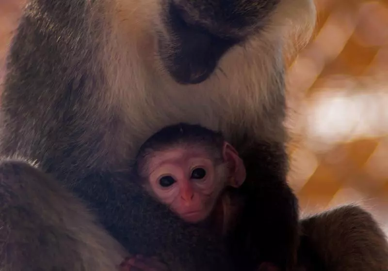 Fotos del hotel Nubia Beach Resort & Aqua Park  Hurghada:  11