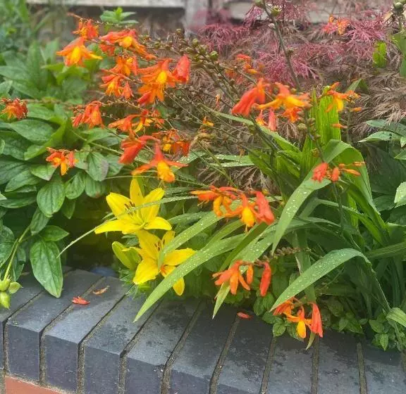 Fotos del hotel Norfolk Guest House:  7