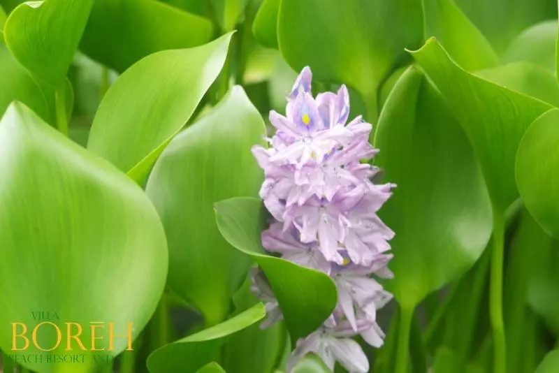 Fotos del hotel Villa Boreh Beach Resort And Spa:  7