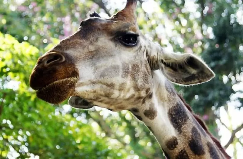 Fotos del hotel Vdara Pool Resort Spa Chiang Mai:  9